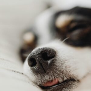 🐾 When Dogs Sleep Peacefully
