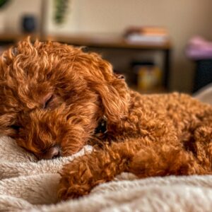 Why Sleeping is Important for Dogs