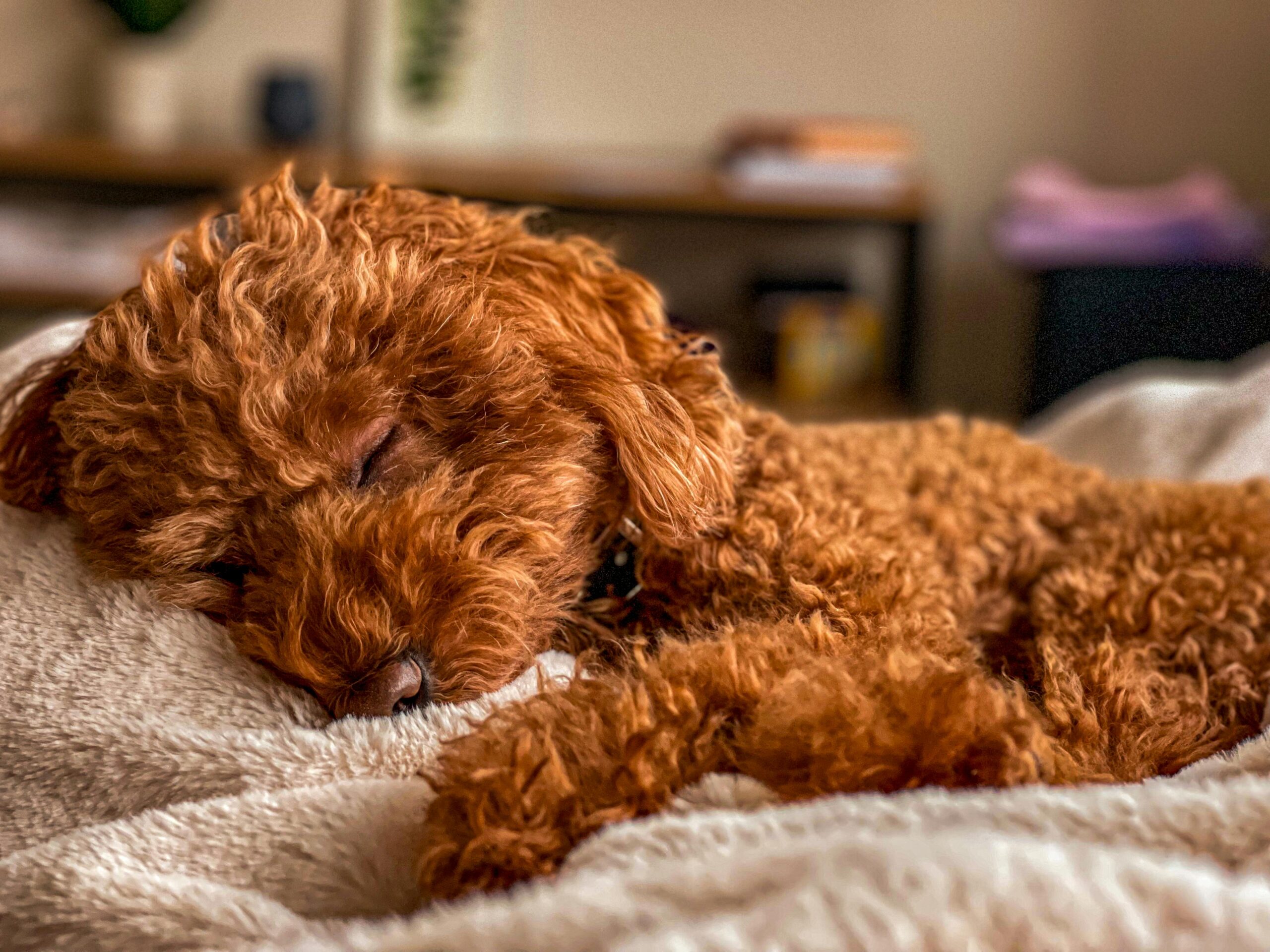 You are currently viewing Why Sleeping is Important for Dogs